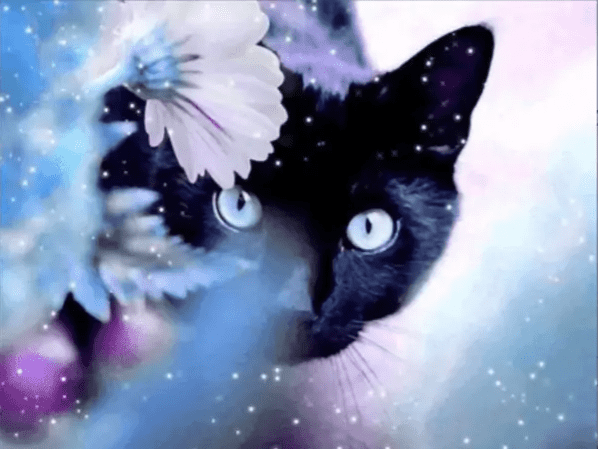 Diamond Painting Schwarze Katze mit Rose