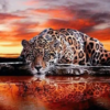 Diamond Painting Tiger Sonnenuntergang