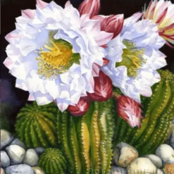 Diamond Painting Kaktus Blumen