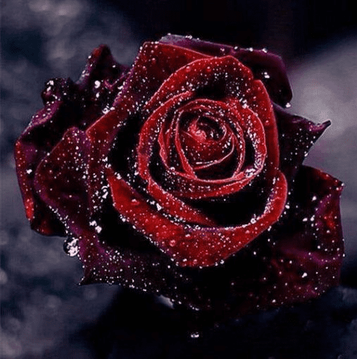 Diamond Painting Rote Rose