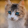 Diamond Painting Kätzchen mit blauen Augen