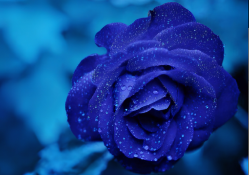 Schöne blaue Rose