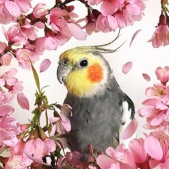 5D Diamond Painting Papagei und Blume – SEOS Shop ®
