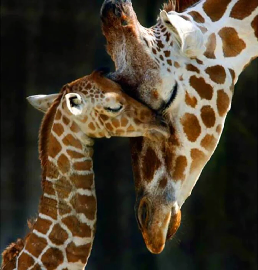 Mama Giraffe mit ihrem Baby Diamond Painting