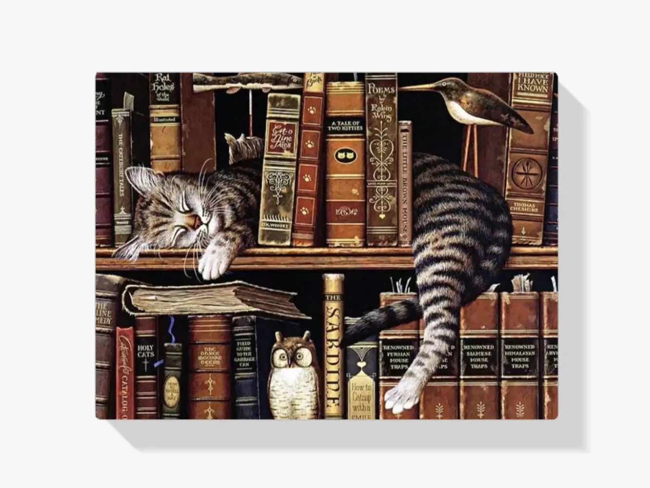 Schlafende Katze im Bücherregal Diamond Painting