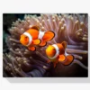 Clownfisch - Nemo Diamond Painting