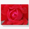 Rote Rose Diamond Painting
