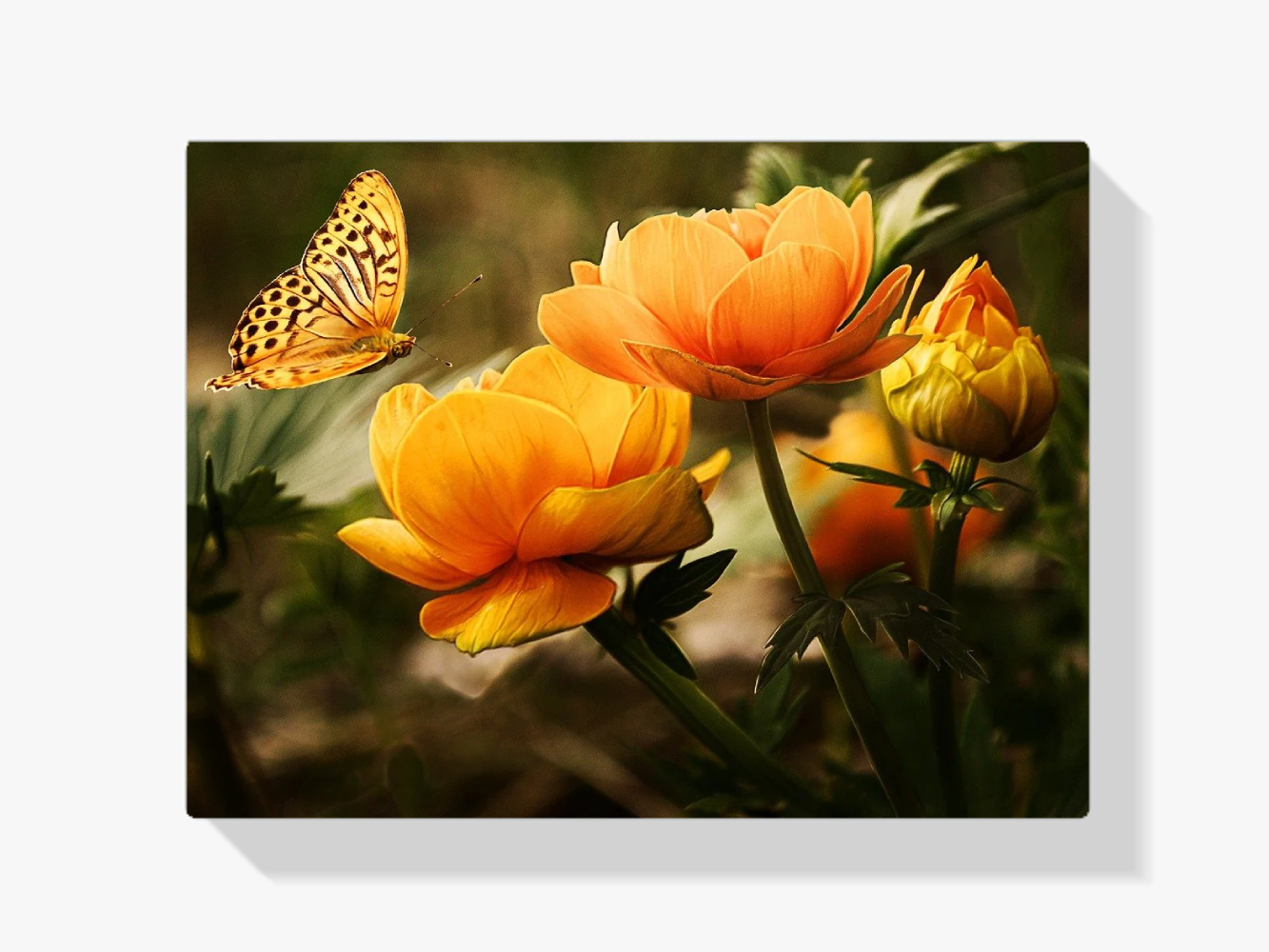 Schmetterling auf oranger Blüte Diamond Painting