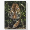 Tiger im hohen Gras Diamond Painting