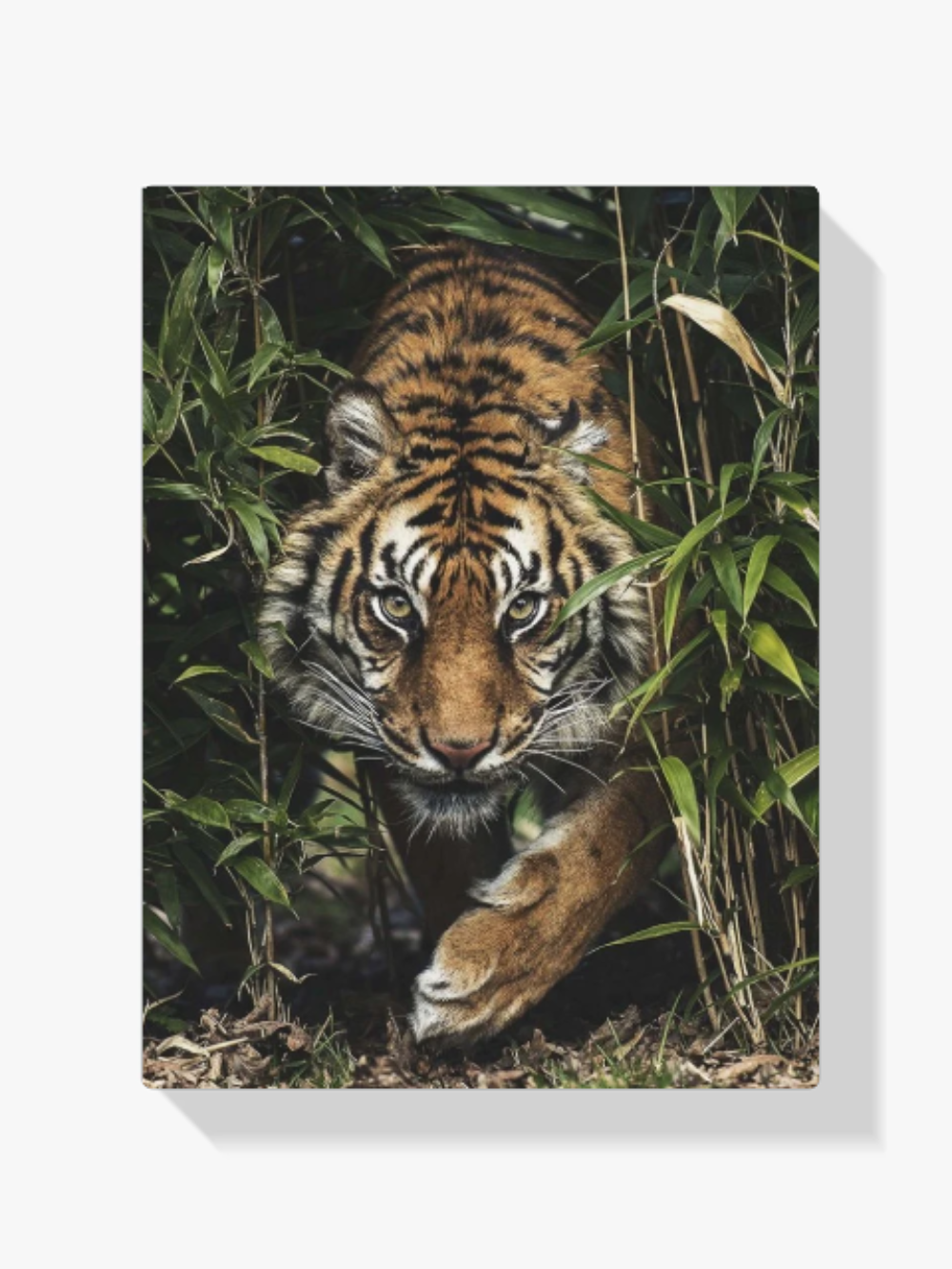 Tiger im hohen Gras Diamond Painting