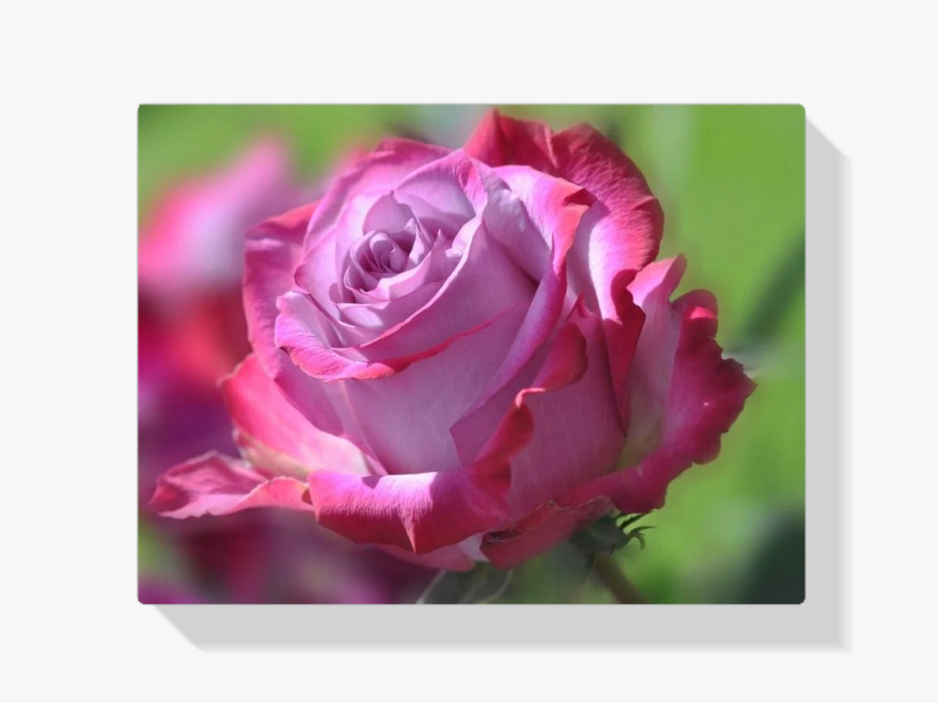 Wunderschöne rosa Rose Diamond Painting